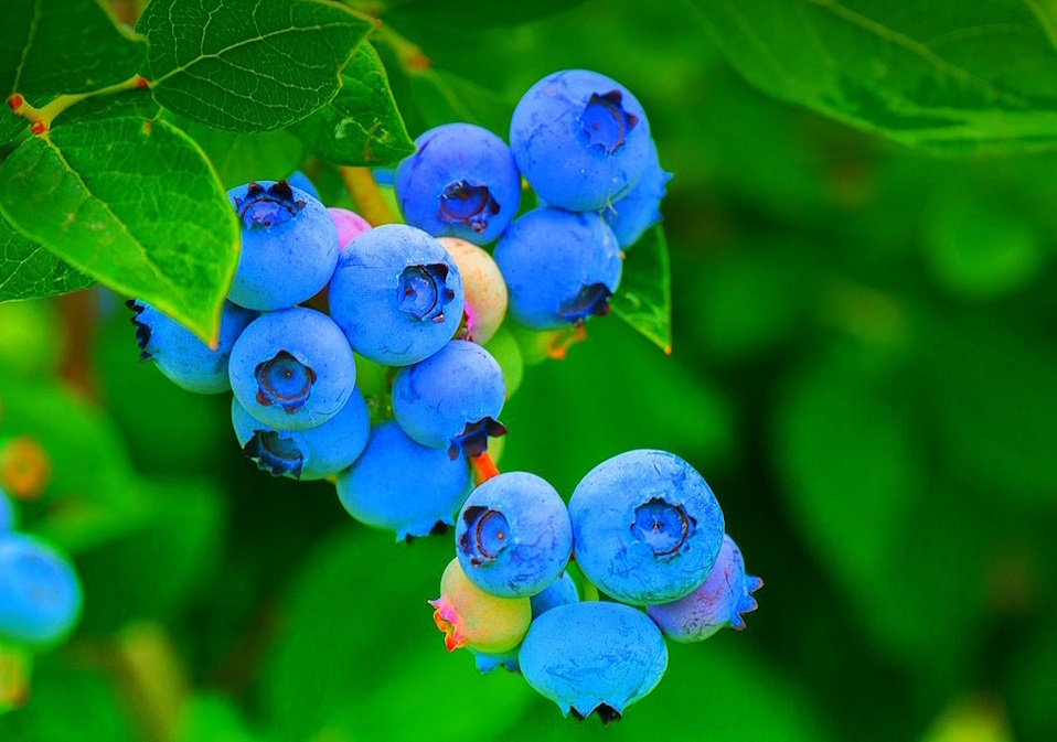 an image of blueberries from the book the autoimmune diet